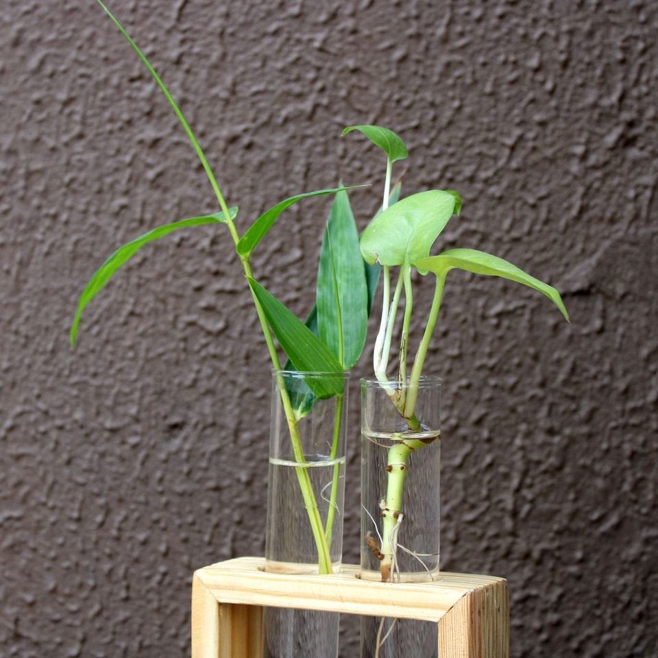 Glass Test Tube Flower Vase with Wood Stand